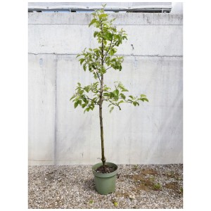 Pommier Bio Pinova en pot, jeune fuseau avec feuilles vertes sur mur gris.