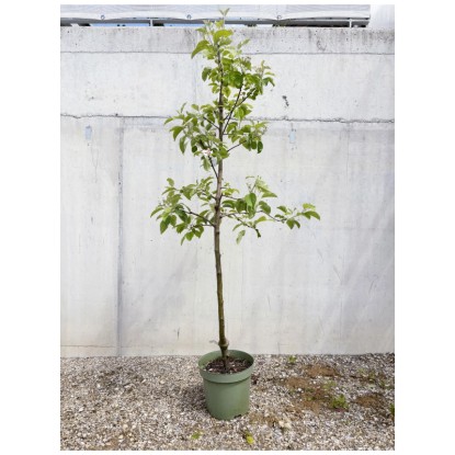 Bio Albero da frutto Mela Pinova (S) Stelo Vaso Ø 33 cm / altezza 60 - 150 cm