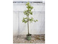 Bio Obstbaum Apfel Pinova (S) Spindel Topf Ø 33 cm / Höhe 60 - 150 cm