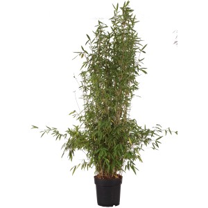 Bambou de jardin noir 'Black Pearl' en pot, env. 60 cm de haut. Plante ornementale pour haies et pots.