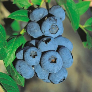 Gros plan sur des myrtilles bleues mûres de jardin variété Goldtraube.