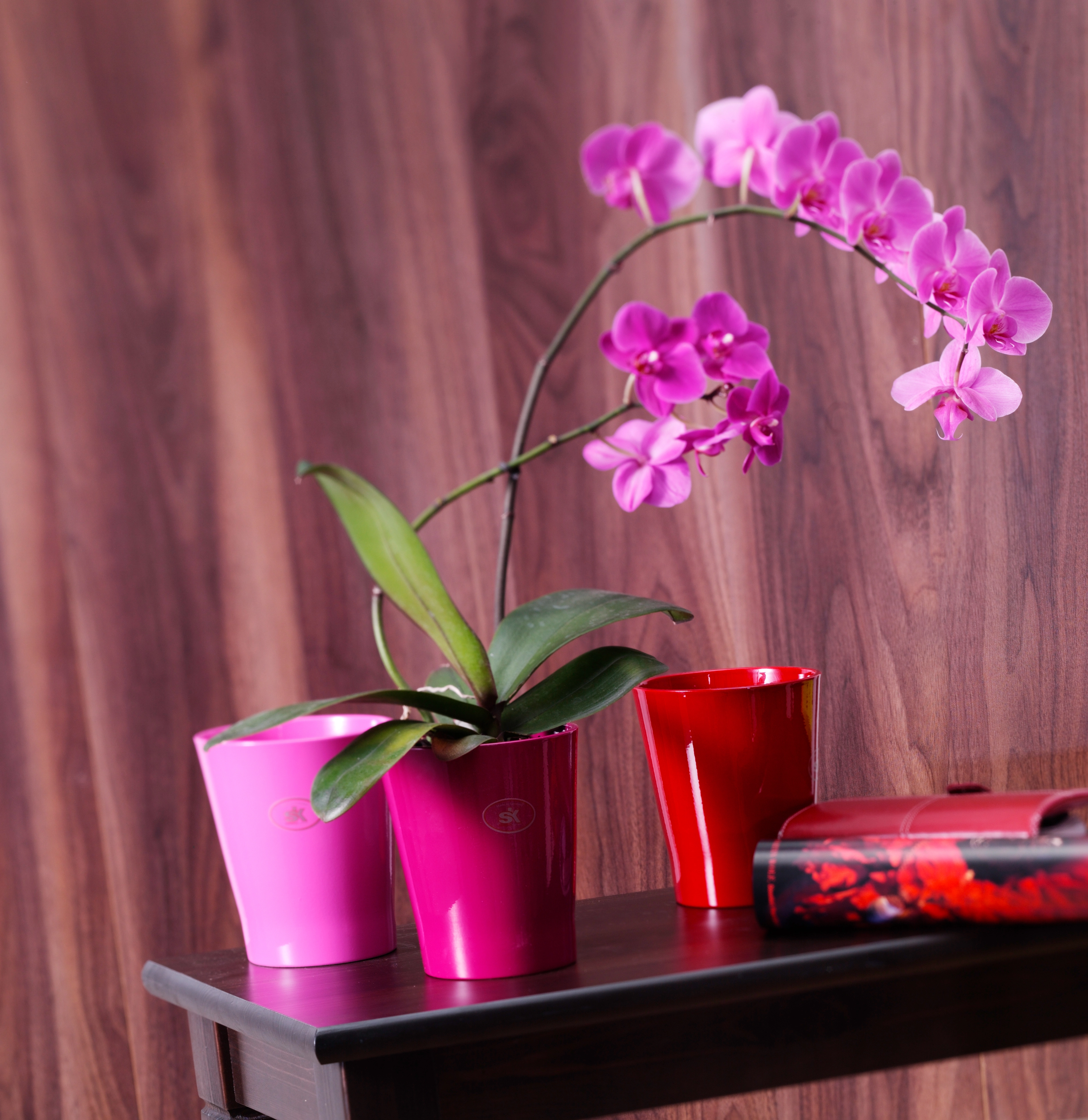 Portavaso per orchidee brussels