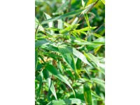 Gartenbambus in Sorten XXL Topf Ø 27 cm Gartenbambus in Sorten XXL Topf Ø 27 cm