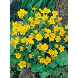 Calta palustre gialla (Caltha palustris) in vaso, ideale per laghetti da giardino e zone umide.