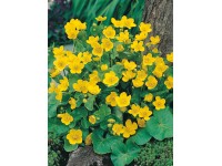 Sumpfdotterblume Gelb Topf Ø ca. 9 cm