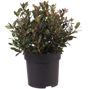 Photinia Chico a sfera in vaso, alta circa 30 cm, con germogli rossi.
