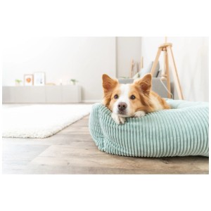 Chien dans un lit Vital Jonna en velours côtelé sauge, rectangulaire, 80x60 cm. Lit orthopédique pour chien avec coussin.