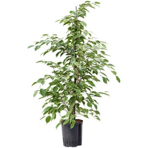 Ficus 'Golden King' en hydroculture en pot, env. 90 cm de haut, avec des feuilles vertes et blanches.