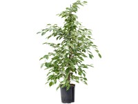 Hydropflanze Birkenfeige Ficus Golden King Topf Ø 18 cm / Höhe 90 cm