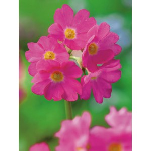 Primo piano di Primula rosea (primula di palude) rosa con centro giallo.