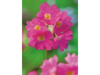 Sumpfglockenprimel Primula rosea Rosa Topf Ø 9 cm