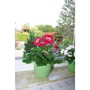 Pianta in vaso con fiori rossi in vaso verde, per sostenere la crescita.