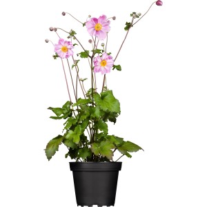 Rosa Herbst-Anemone (Anemone hupehensis) im Topf, ca. 20-30 cm hoch.