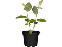 GROW by OBI Bio Kahle Apfelbeere Aronia Topf 2 l / Höhe 10 - 20 cm