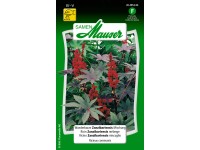 Wunderbaum Zanzibariensis Mischung