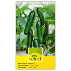 Sachet de graines de Mini-Concombre Patio Snack F1, concombres snack verts sur la plante.