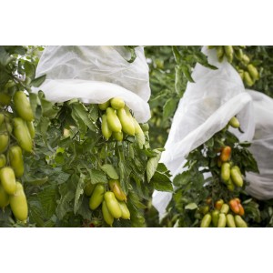 Plants de tomates protégés par une housse en voile d'hivernage Windhager Superglow Green.
