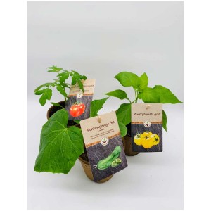 Assortimento di piantine di ortaggi in vaso di carta: pomodoro, cetriolo, peperone, peperoncino. Senza plastica, ecologico.