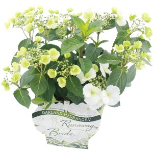 Ortensia rampicante Runaway Bride con fiori bianchi in vaso.