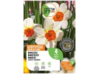 GROW by OBI Narzisse Barret Browning Weiss/Orange 45 cm / 4 Stk.