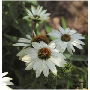 Mélange de plantes vivaces Indian Summer en pot, fleurs blanches à cône brun, emplacement ensoleillé.