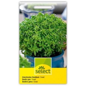 Basilic grec Ocimum basilicum en pot, plante annuelle aromatique et médicinale.