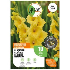 Gladiolo giallo Bananarama (10 pz.) di GROW by OBI. Bulbi da fiore per aiuole e bordure.