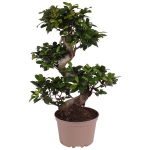Ficus Ginseng in vaso da 22 cm con caratteristica forma a S. Pianta verde decorativa per interni.