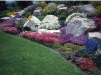 Steingartenstauden Verschiedene Sorten Topf Ø 14 cm / 1 Stk.