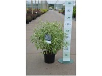 Bartblume Caryopteris Container 4,5 l