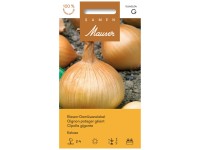 Riesen-Gemüsezwiebel Kelsae