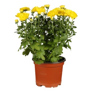 Gelbe Herbst-Chrysantheme im Topf, Ø 12 cm. Dekorative Kübelpflanze für Balkon und Terrasse.