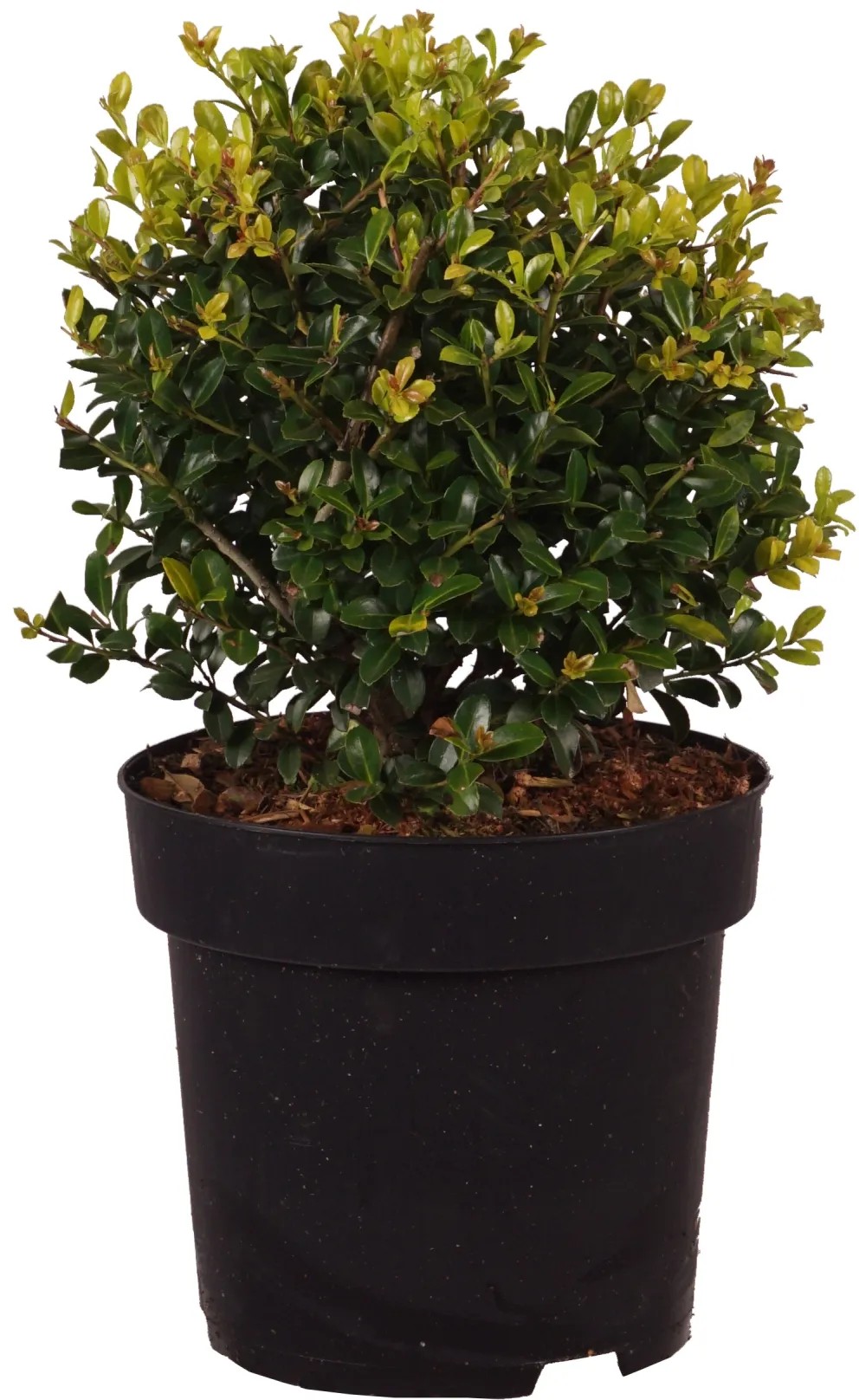 topfpflanze hoch Asparagus Pflanze - Topfgröße 6 cm