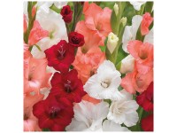 Grow by OBI Gladiolen Sweet Mixed 24 Stk. Grow by OBI Gladiolen Sweet Mixed 24 Stk.