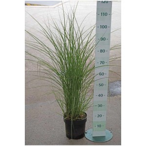 Roseau de Chine 'Graziella' en pot de 6 l, plante décorative et facile d'entretien pour le jardin.