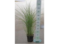 Chinaschilf Miscanthus sinensis Graziella Container 6 l Chinaschilf Miscanthus sinensis Graziella Container 6 l
