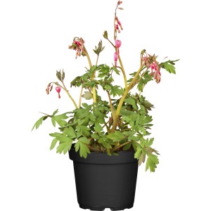 GROW by OBI Cuore di Maria rosa in vaso, ca. 13 cm Ø. Delicati fiori rosa a forma di cuore.