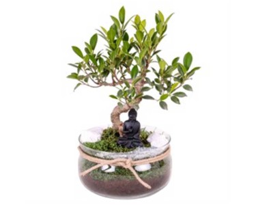 Bonsai mit Buddha in Glastopf  20 cm