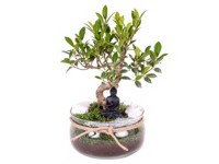Bonsai mit Buddha in Glastopf Ø 20 cm