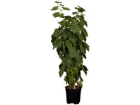 GROW by OBI Bio Weinrebe Phoenix Vitis vinifera Topf 3 l / Höhe 20 - 40 cm