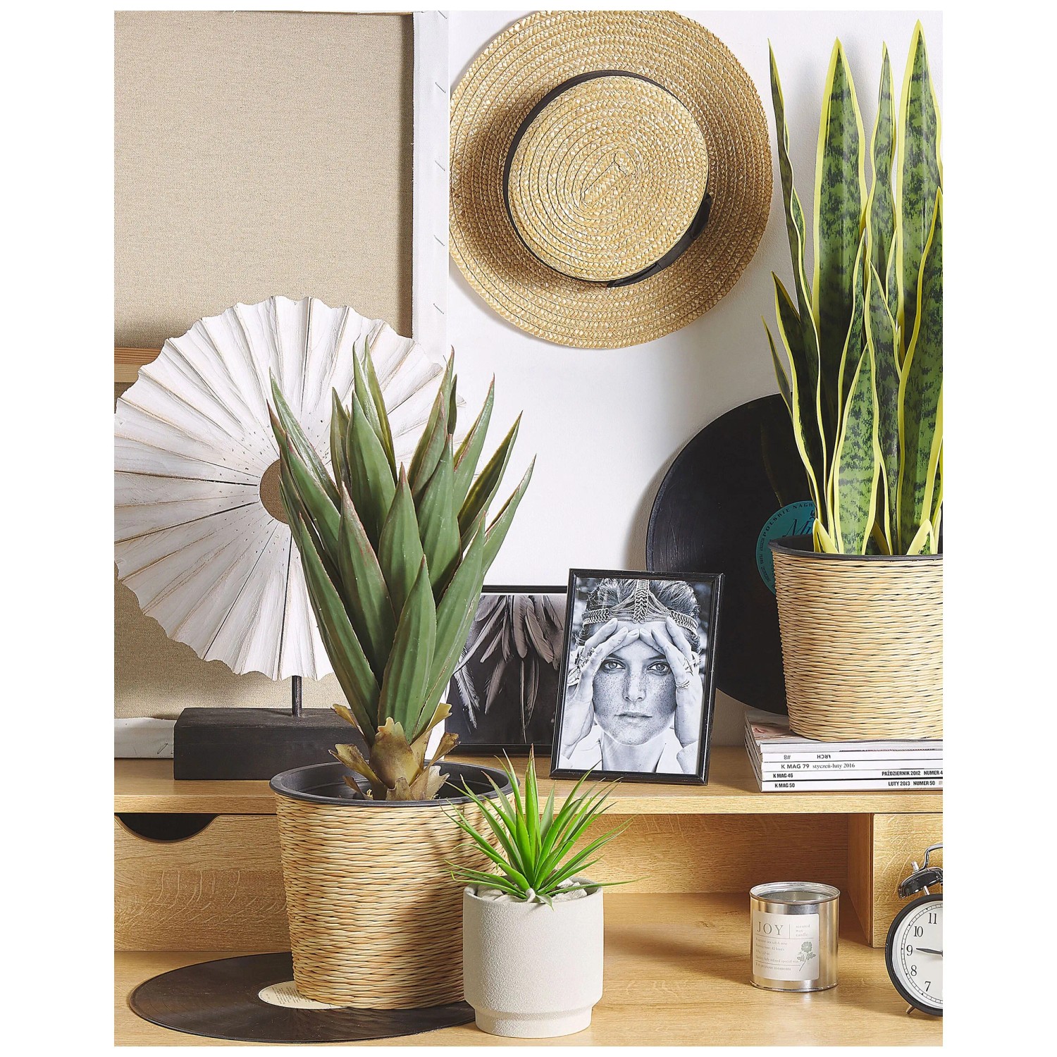 white wave philodendron Philodendron 'Birkin' ('White Measure', 'White wave') Medium