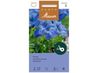 Enzian Gentiana acaulis Enzian Gentiana acaulis