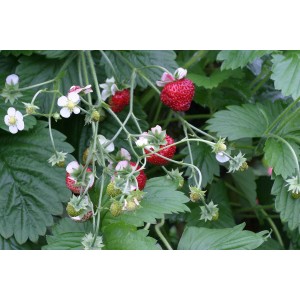 Fraise Blu Bio Gourmet (Fragaria) avec fruits rouges et fleurs blanches.