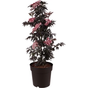 Sambuco colonnare Laced Up in vaso, fogliame scuro, fiori rosa, ca. 50-60cm di altezza.