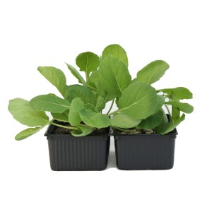 Jeunes plants de choux de Bruxelles bio en barquette de 12, feuilles vertes en pots noirs.