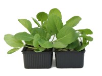 Rosenkohl Bio 12er Schale