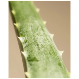 Gros plan : feuille verte d'aloe vera, une plante succulente avec des épines.
