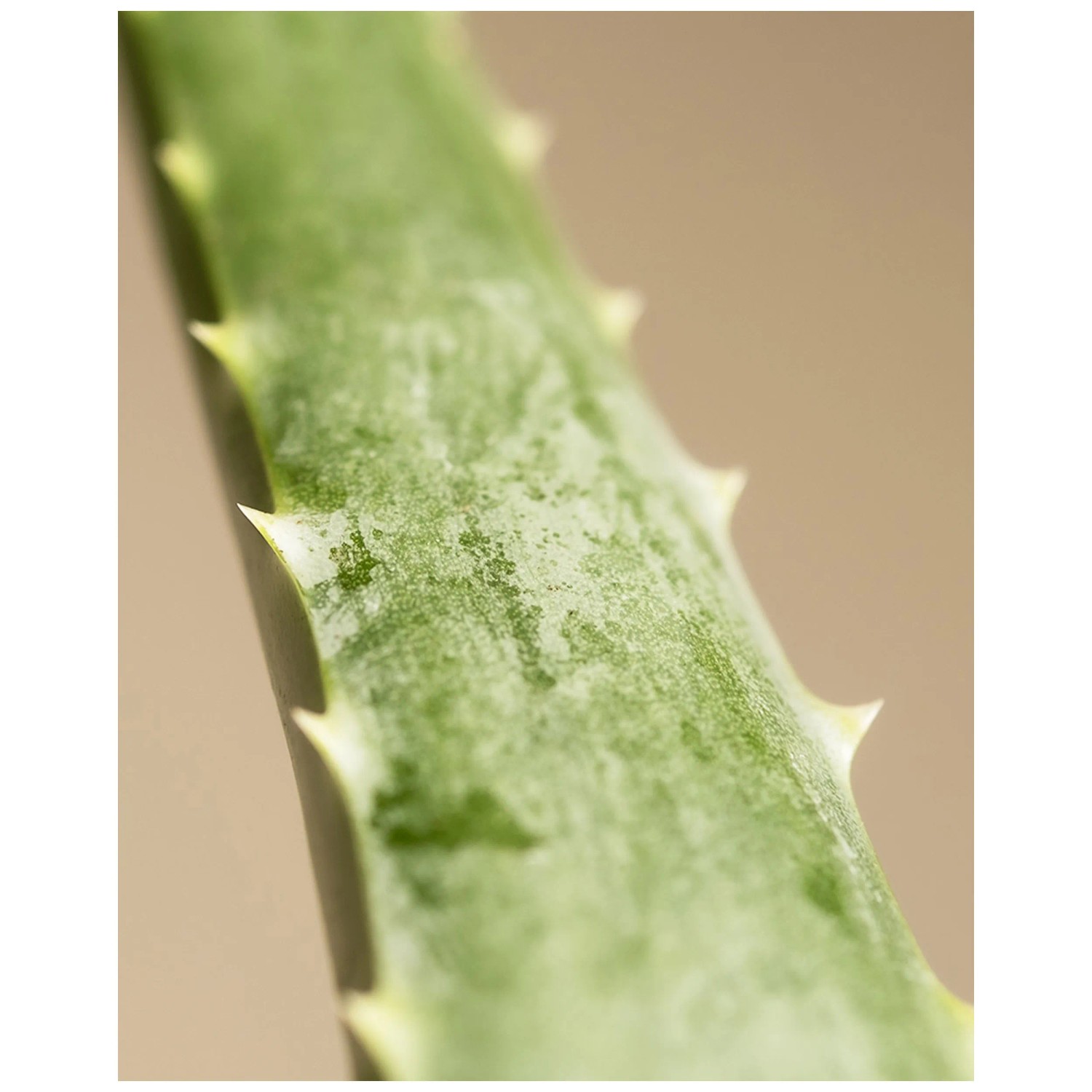Feey Sukkulente Aloe vera Hhe 30 - 50 cm