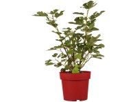 Feige Gustis Twotimer Ficus carica Topf 3,4 l