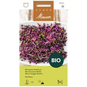 Graines de basilic Microgreen bio Red Rubin avec feuilles et tiges rouges.